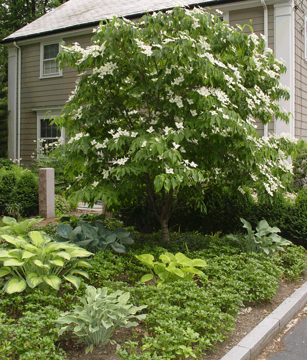 Kelly Wingo Landscaping and Garden Design Consultation, Boston, Wayland, Weston, MA